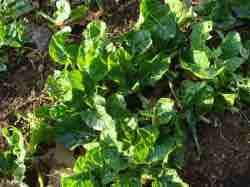 Holy Swiss chard is healthy choice food. Holy Swiss chard is healthy choice food.
