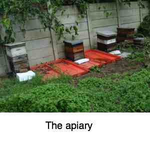 Honey bee apiary Honey bee apiary
