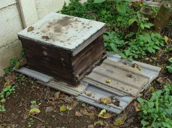 Honey bee hive with brood chamber only.