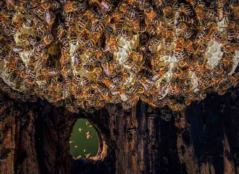 Honeybees making new comb.
