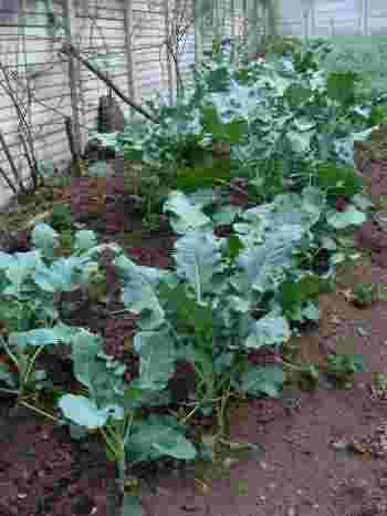 How to grow broccoli medium sized plants How to grow broccoli medium sized plants