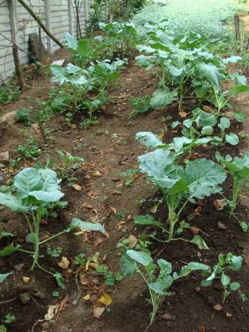 How to grow broccoli, small plants. How to grow broccoli, small plants.