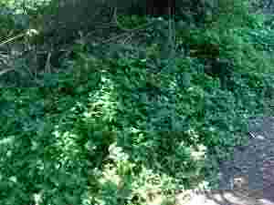 How to compost greens How to compost greens