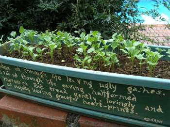 How to grow broccoli seedlings How to grow broccoli seedlings