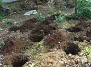 Little holes at how to grow chilli,