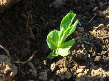 Planting a seed as in these peas is certainly a step of faith; and few things can be more important along the lonely road for our bodies and the planet. Planting a seed as in these peas is certainly a step of faith; and few things can be more important along the lonely road for our bodies and the planet.