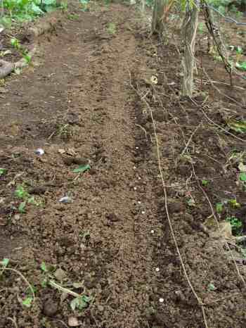 Growing peas need to be encouraged to climb a fence or trellis. Growing peas need to be encouraged to climb a fence or trellis.