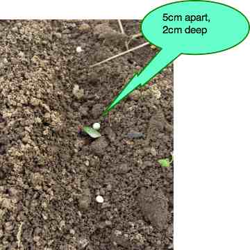 Plant the pea seeds about 5cm apart. Plant the pea seeds about 5cm apart.
