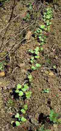 How to grow radish seedlings How to grow radish seedlings