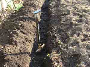 Spinach needs compost so dig a trench Spinach needs compost so dig a trench