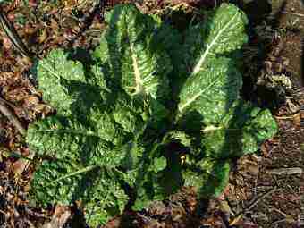 Mature growing spinach plant Mature growing spinach plant