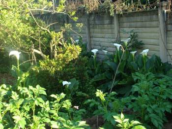 How to plant potatoes in amongst the arums to confuse the moles is one gardener's strategy after filling the holes with rich soil.