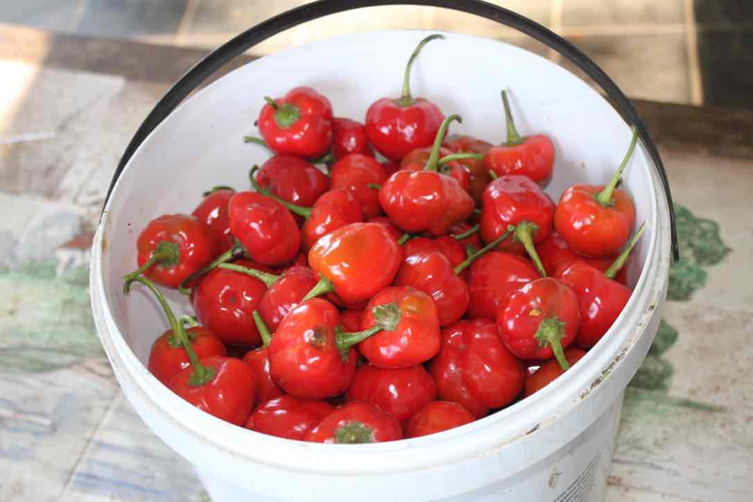How to preserve a bucketful of peppadews.