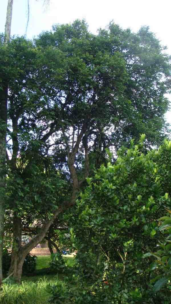 Indigenous Halleria lucida for bees. Indigenous Halleria lucida for bees.