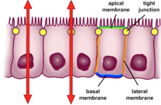 Intestinal epithelium Intestinal epithelium