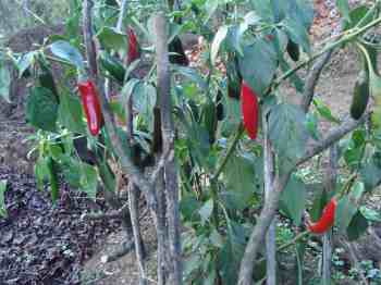 Jalapeno in autumn Jalapeno in autumn