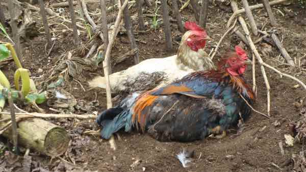 A kerfuffle with Rhett Butler is every chicken's delight. A kerfuffle with Rhett Butler is every chicken's delight.