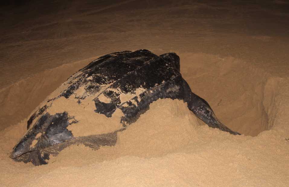 A leatherback turtle concealing the eggs she has laid give us clues about natural selection.