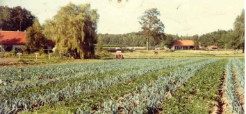 A leek field in Limburg, Netherlands. A leek field in Limburg, Netherlands.