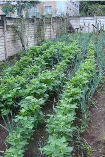 Not by the rule book but growing leeks in between lines of green beans is perfect. Not by the rule book but growing leeks in between lines of green beans is perfect.