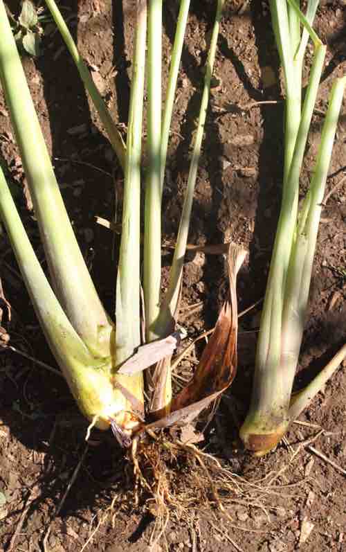 Lemongrass stalks with roots Lemongrass stalks with roots