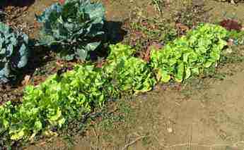 Lettuce bolting Lettuce bolting