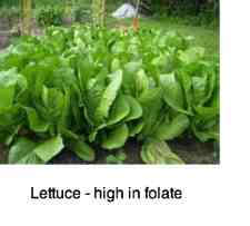 Lettuce folate 225 Lettuce folate 225