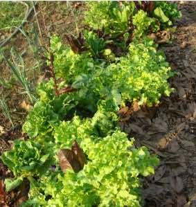 Lettuce going to seed.