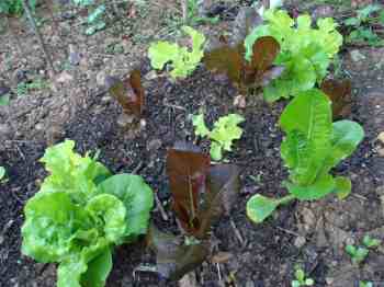 Red and green lettuce Red and green lettuce