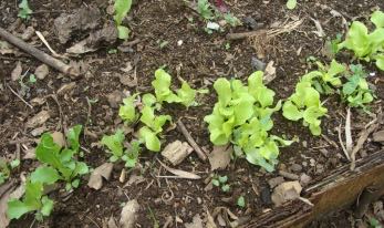 Lettuce seedlings monthly