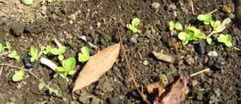 Lettuce seedlings Lettuce seedlings