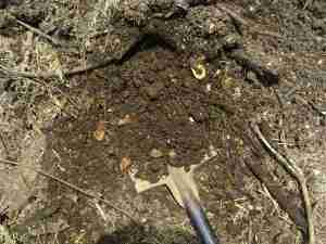 Add some compost from the pile for your lettuce seeds. Add some compost from the pile for your lettuce seeds.