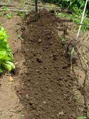This turned ground is perfect for lettuce seeds. This turned ground is perfect for lettuce seeds.