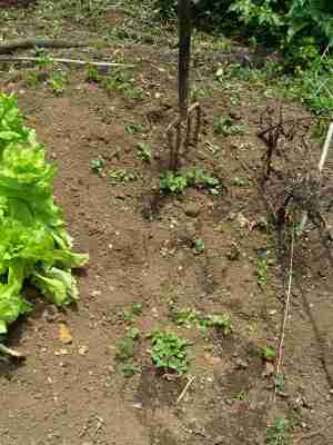 Preparing a patch for lettuce seeds. Preparing a patch for lettuce seeds.