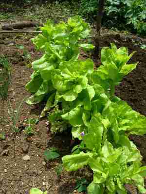Lettuce plants at two months are going to seed. Lettuce plants at two months are going to seed.