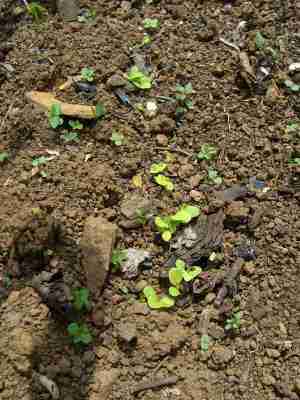 Lettuce seeds after two weeks will soon the high in folate. Lettuce seeds after two weeks will soon the high in folate.