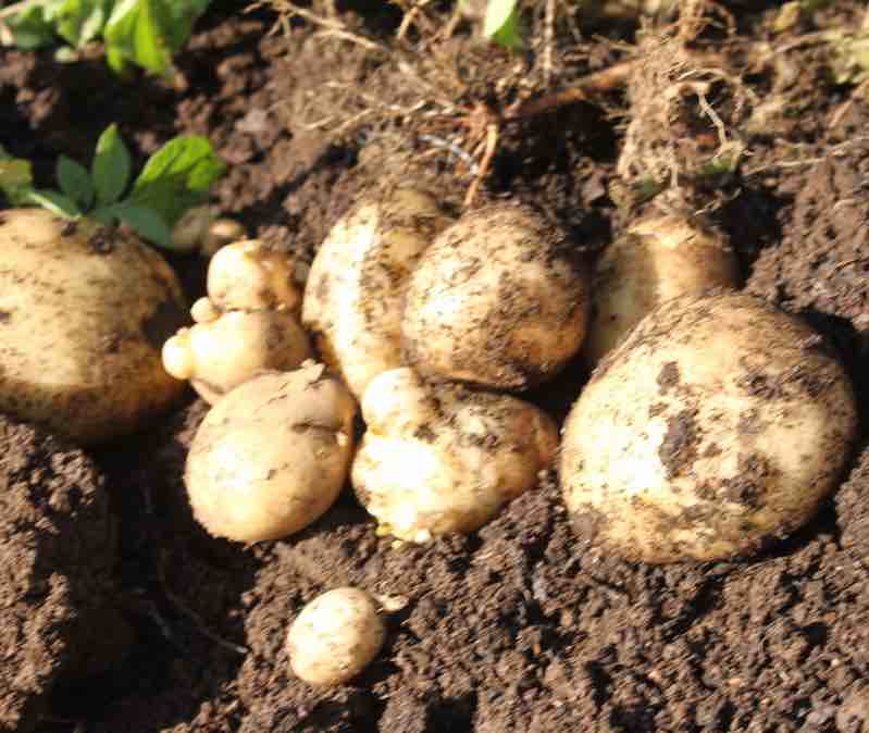Lifting new potatoes Lifting new potatoes