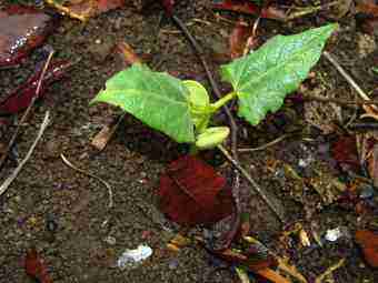 Lima bean seedling Lima bean seedling