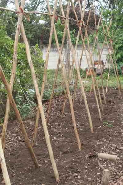 Lima bean trellis of wattle poles