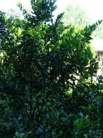 Lime tree. Lime tree.