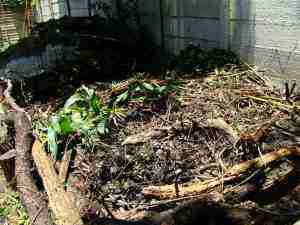 Making a compost heap with alternating green and brown is the key to great spinach.