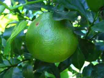 Green mandarin orange fruit.