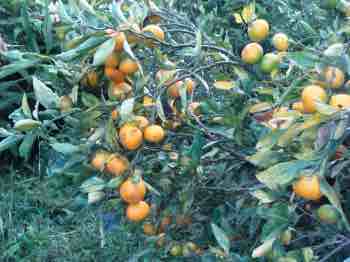 Mandarin orange profusion Mandarin orange profusion