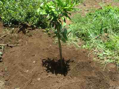Young mandarin orange tree flourishing.