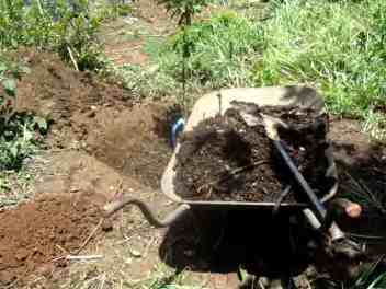Compost for mandarin orange tree.