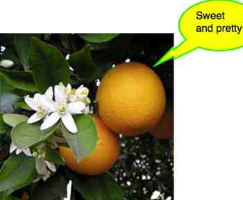 Mandarin orange tree fruit and flowers Mandarin orange tree fruit and flowers