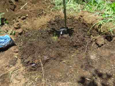 Mandarin orange stem in the ground.