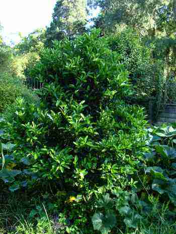Mandarin orange tree sans fruit.