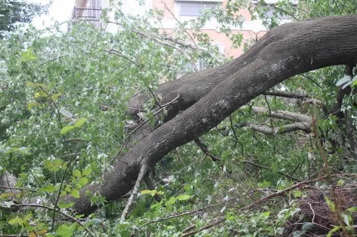 Massive fallen tree trunk Massive fallen tree trunk