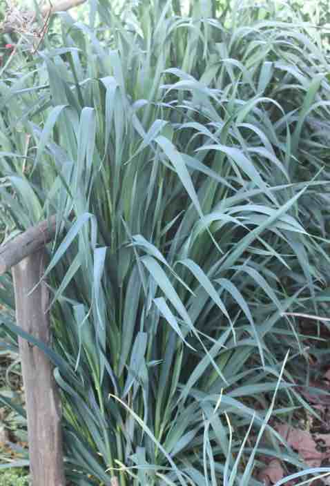 Mature oats plants. Mature oats plants.